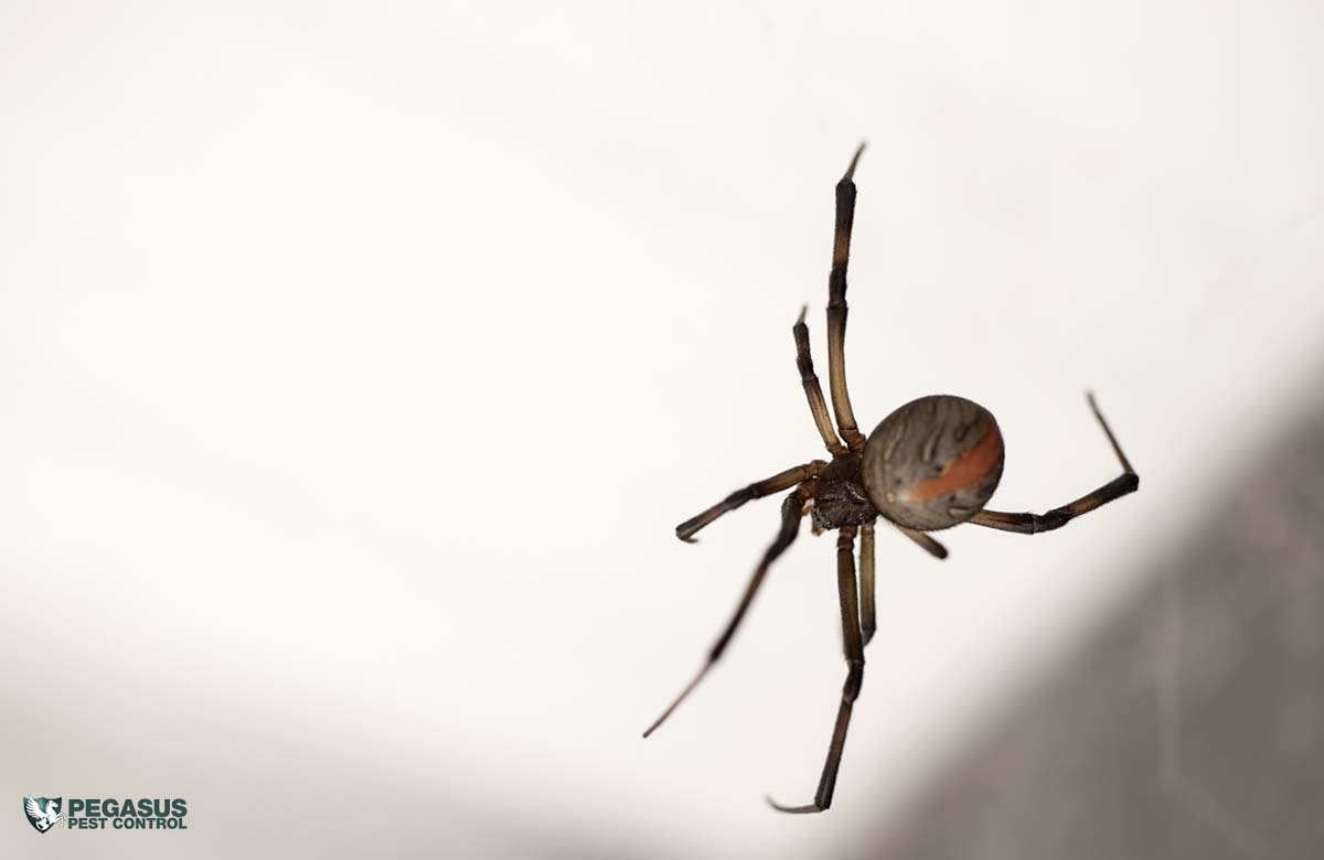 Expert warns summer spider season has started